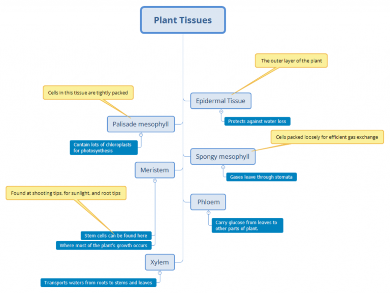 GCSE Biology Mindmap : Plant Tissues (example) – Mywebschool.org.uk